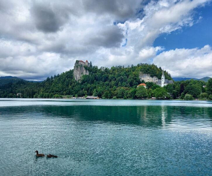Foto rappresentativa di questa zona della Slovenia: Il lago di Bled, il Castello in alto sulla Rocca e la Chiesa del paese di Bled. Due papere in primo piano